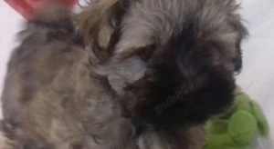 Pui bichon havanese havanez - imagine 4