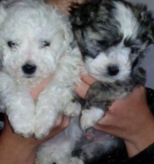 Pui bichon havanese havanez - imagine 2