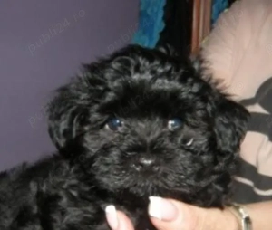 Pui bichon havanese havanez - imagine 5