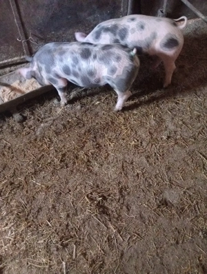 de vanzare - imagine 2