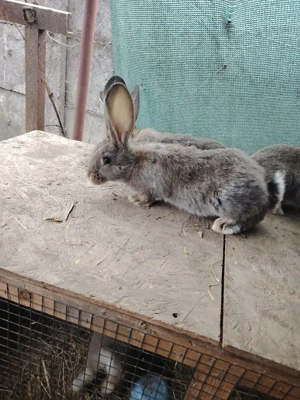 iepurasi urias german 