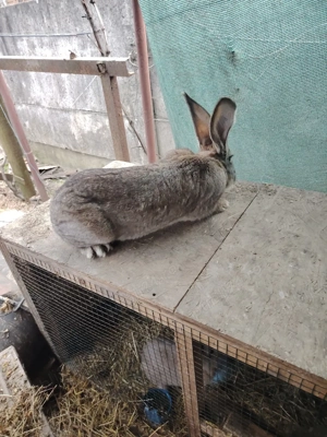 iepurasi urias german  - imagine 3