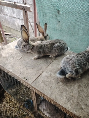 iepurasi urias german  - imagine 2