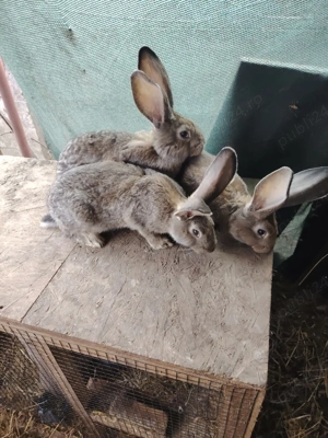 iepurasi urias german  - imagine 5