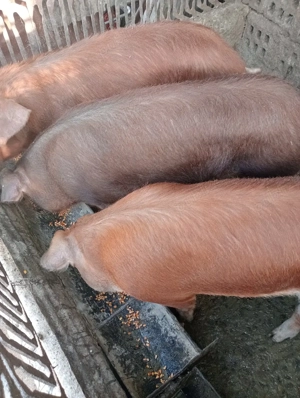 de vanzare - imagine 3