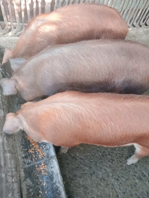 de vanzare - imagine 2