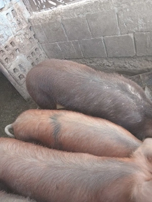 de vanzare - imagine 4