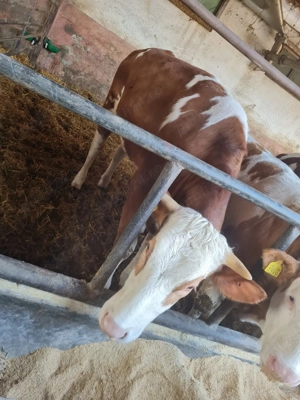 vand purcea de 10 săptămâni - imagine 5