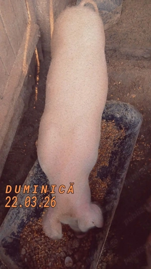 Vând purcei romanesti