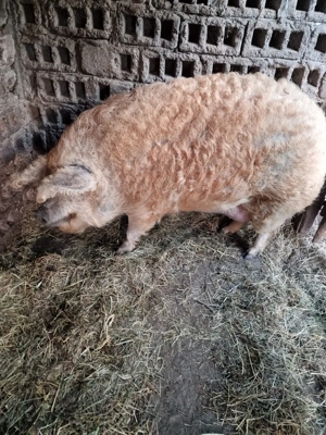 Vand porc purcea mangalita