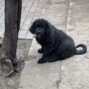 Căței ciobănesc corb originali  - imagine 3