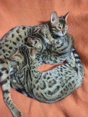 Pisic rasa bengalez - imagine 2