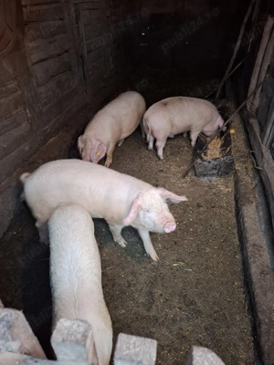 vând șoldani - imagine 2