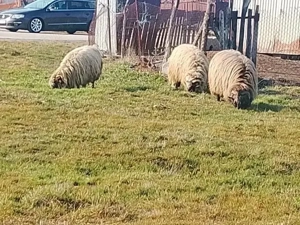 vând 2 oi și un berbeac - imagine 2