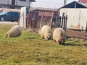 vând 2 oi și un berbeac