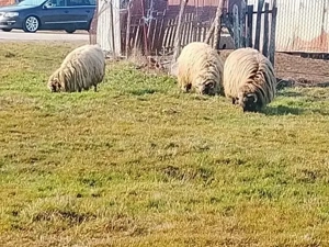 vând 2 oi și un berbeac - imagine 3