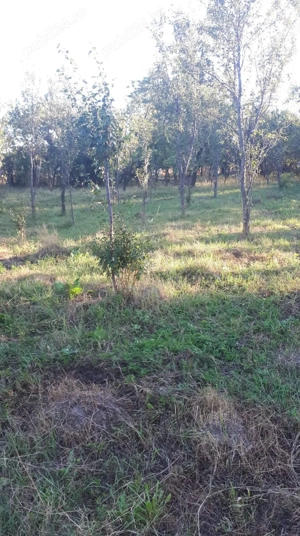 SUPER OFERTĂ: 5000 mp ,gaze,canalizare, curent loc Poiana Mărului com. Ceplenita jud Iași , Hârlău - imagine 2