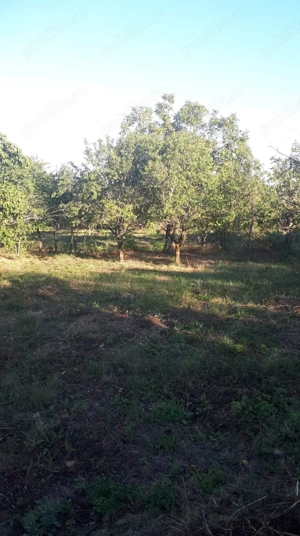 SUPER OFERTĂ: 5000 mp ,gaze,canalizare, curent loc Poiana Mărului com. Ceplenita jud Iași , Hârlău