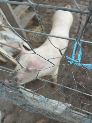  vănd urgent schimb  - imagine 2