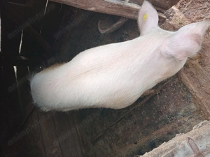 Vand purcea nu o fatat niciodata  - imagine 2