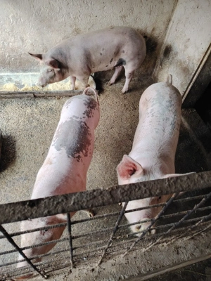 Durok&Landrace - imagine 4