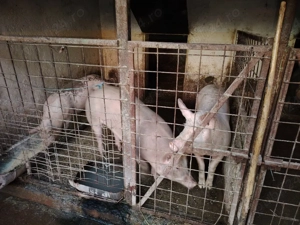 Durok&Landrace - imagine 2