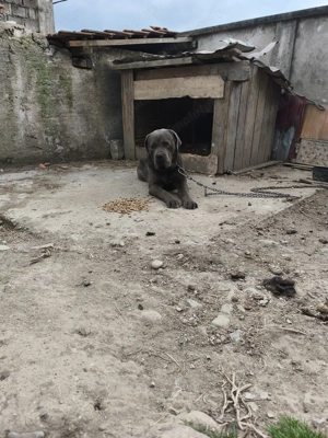 Cane corso original blue - imagine 4