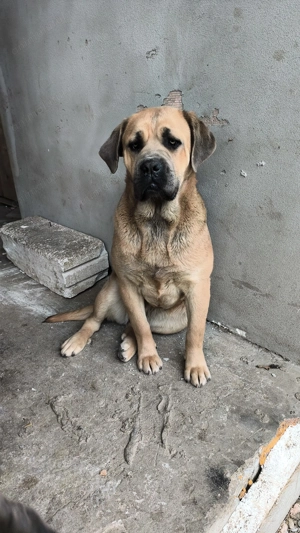 Cane corso original blue