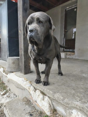 Cane corso original blue - imagine 5