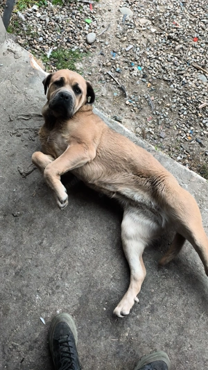 Cane corso original blue - imagine 3