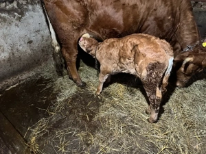 Tăuraș Limuzin - imagine 2