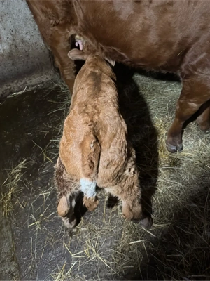 Tăuraș Limuzin - imagine 3