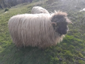 Vand berbec bucalau - imagine 2