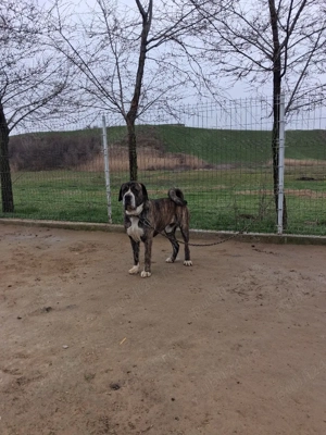 Mascul de asia centrala! - imagine 3