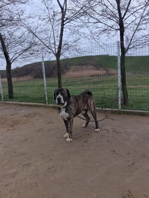 Mascul de asia centrala!