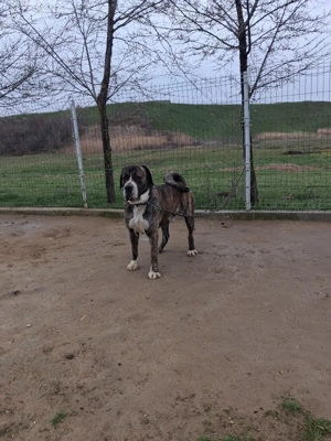 Mascul de asia centrala! - imagine 5