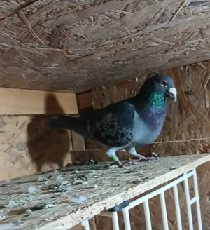 Vând mascul de 2017 - imagine 2