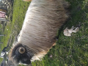 Vand berbec bucalau - imagine 4