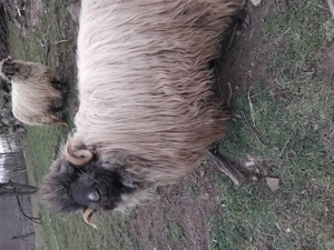 Vand berbec bucalau - imagine 5