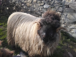 Vand berbec bucalau - imagine 3