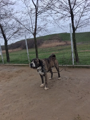 Mascul de asia centrala! - imagine 4