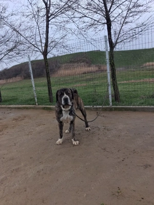 Mascul de asia centrala! - imagine 2