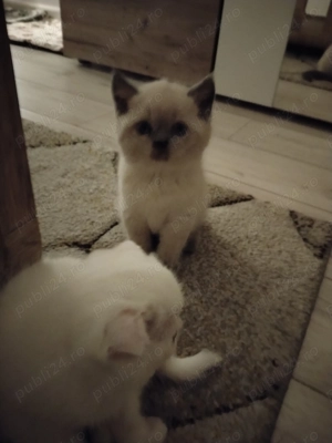 Scottish fold & scottish straight - imagine 2