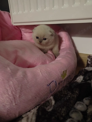 Scottish fold & scottish straight - imagine 8