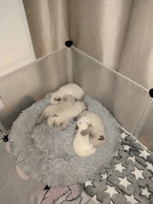 Scottish fold & scottish straight - imagine 7