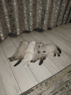 Scottish fold & scottish straight - imagine 4