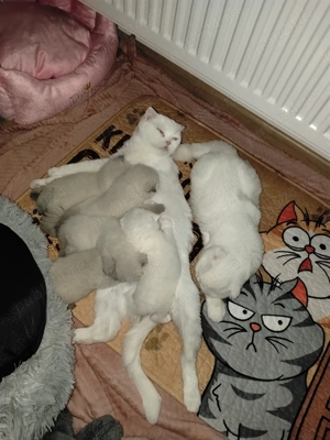 Scottish fold & scottish straight - imagine 15