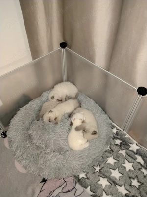 Scottish fold & scottish straight - imagine 9