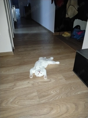 Scottish fold & scottish straight - imagine 11