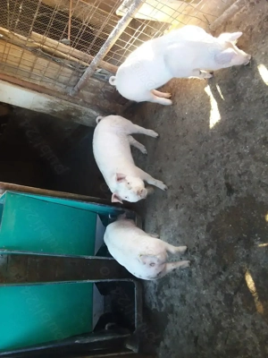 Vand purcele landrace - imagine 2